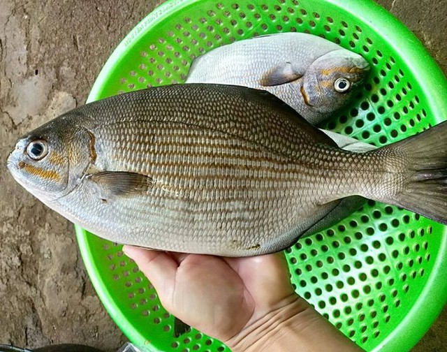 Loài cá có cái tên nghe "rùng rợn" nhưng thịt là nguồn dinh dưỡng cực kỳ quý giá - Ảnh 1.