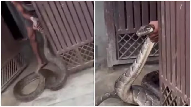 Bắt sống con trăn khổng lồ bò vào nhà dân - Ảnh 1.