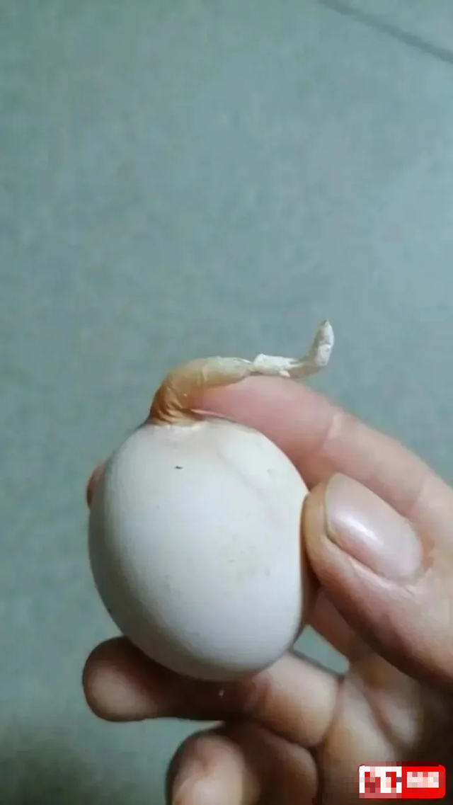 Quả trứng gà kỳ lạ mọc "đuôi" dài 5 cm- Ảnh 1.