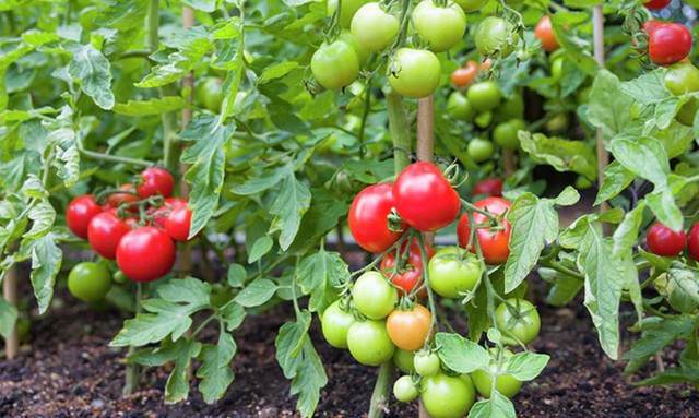 Cà chua tốt nhưng 8 nhóm người này nên hạn chế ăn kẻo "hối hận" - Ảnh 2.