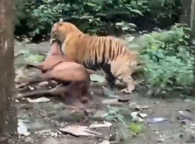 Hổ dữ tấn công ngựa rồi kéo vào rừng ngay giữa ban ngày - Ảnh 1.