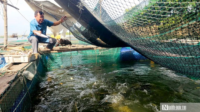 Nỗi lo đằng sau những lồng c&aacute; &ldquo;th&acirc;m canh&rdquo; bạc tỷ tr&ecirc;n s&ocirc;ng Gianh- Ảnh 3.