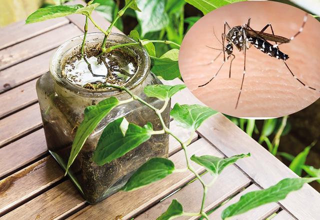 7 mẹo đơn giản giúp cắt đứt nơi sinh sản của muỗi khi mùa mưa đến- Ảnh 3.