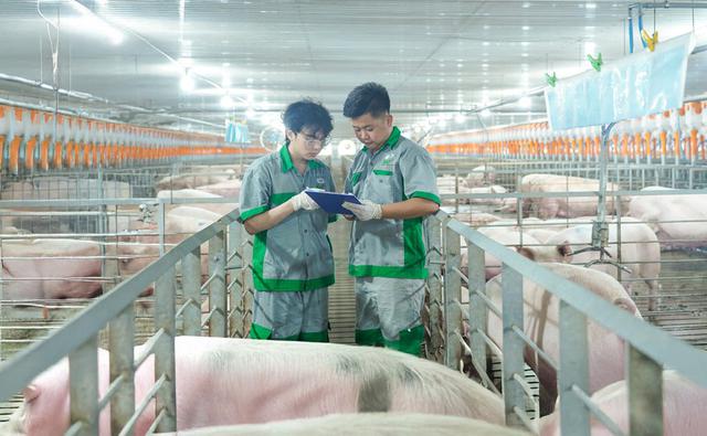 Doanh thu quý II/2026 của BAF tăng 54%, lợi nhuận giảm một nửa- Ảnh 1.