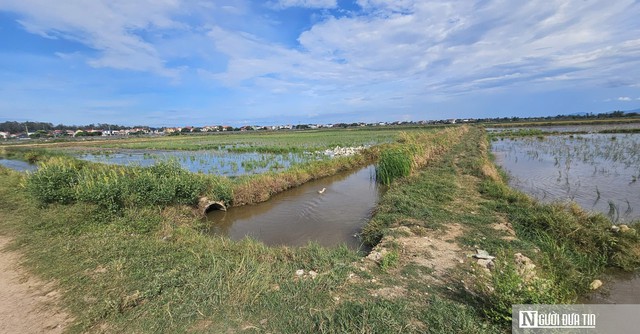 Bài toán nan giải khi nông dân "quay lưng" với vụ Hè - Thu- Ảnh 2.
