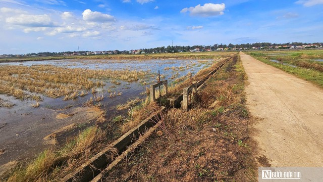 Bài toán nan giải khi nông dân "quay lưng" với vụ Hè - Thu- Ảnh 3.