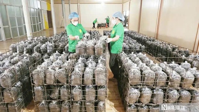 Hành trình từ lán tranh tạm đến chuỗi sản xuất nấm sạch với doanh thu hơn 18 tỷ mỗi năm- Ảnh 2.
