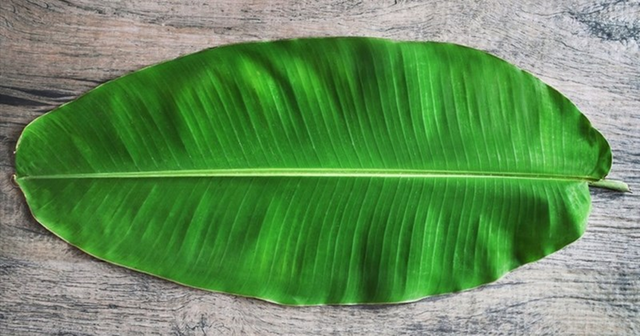 Loại lá rụng đầy vườn ở Việt Nam, "trời Tây" bán gần nửa triệu đồng/chiếc vẫn có người mua - Ảnh 3.