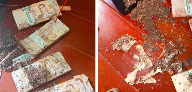 Cất tiền trong két sắt, người phụ nữ "suýt ngất" trước cảnh tượng đáng sợ bên trong - Ảnh 2.