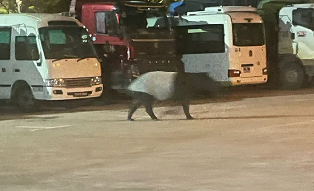 Đang đi dạo, người dân bỗng phát hiện cảnh tượng "nổi da gà" liền bỏ chạy - Ảnh 1.