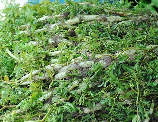 Ăn 1 nắm rau này "tốt ngang thịt", nhìn qua tưởng cỏ dại - Ảnh 1.