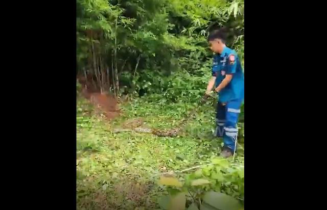 Bắt sống trăn khổng lồ dài 4,8 mét ẩn nấp trong bụi tre - Ảnh 1.