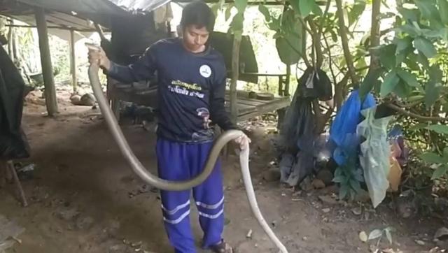 Người đàn ông bắt sống rắn hổ mang chúa dài 3,6 mét trên mái nhà - Ảnh 1.