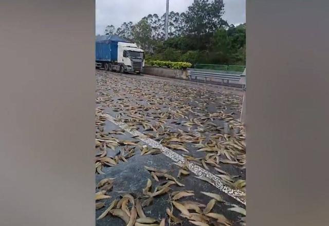 Lật xe tải, 2.000kg cá vương vãi khắp đường cao tốc - Ảnh 1.