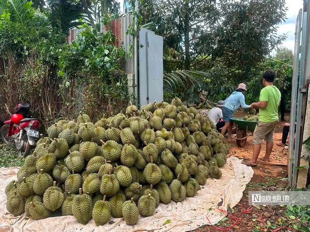 Gỡ n&uacute;t thắt m&atilde; số v&ugrave;ng trồng, &ldquo;tấm hộ chiếu&rdquo; để sầu ri&ecirc;ng Đắk Lắk vươn ra Thế giới - Ảnh 6.