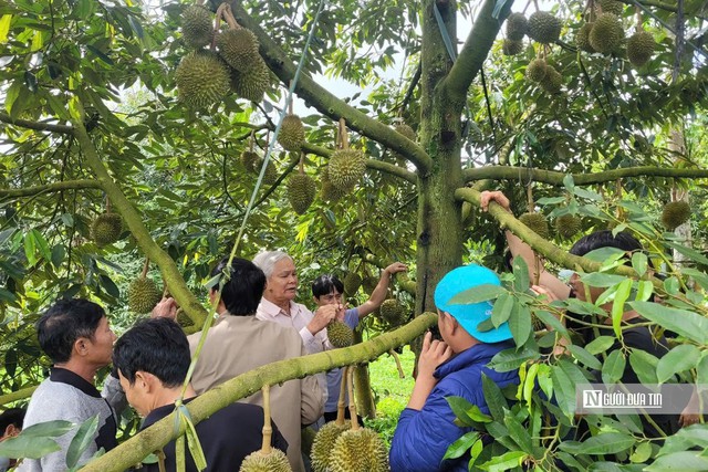 Gỡ n&uacute;t thắt m&atilde; số v&ugrave;ng trồng, &ldquo;tấm hộ chiếu&rdquo; để sầu ri&ecirc;ng Đắk Lắk vươn ra Thế giới - Ảnh 5.