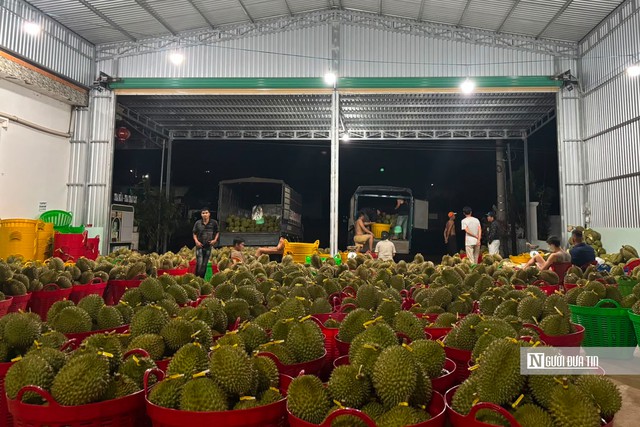 Gỡ n&uacute;t thắt m&atilde; số v&ugrave;ng trồng, &ldquo;tấm hộ chiếu&rdquo; để sầu ri&ecirc;ng Đắk Lắk vươn ra Thế giới - Ảnh 2.