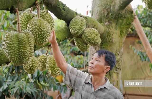 Lễ hội Sầu riêng Đắk Lắk 2026: Nữ bí thư xã, diễn viên cùng livestream bán hàng cho người dân, doanh nghiệp- Ảnh 2.