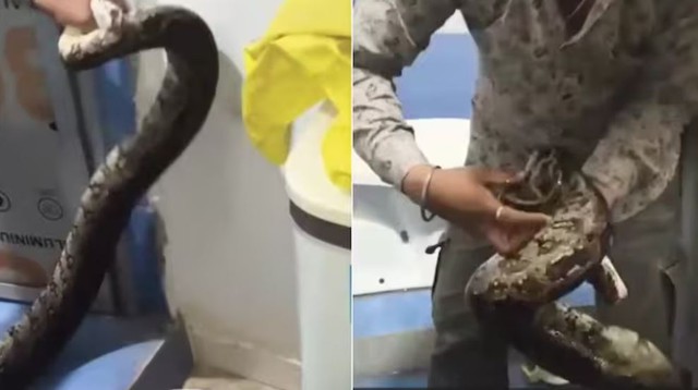 Mở cửa phòng tắm, người dân bất ngờ chứng kiến cảnh tượng "nổi da gà" - Ảnh 1.