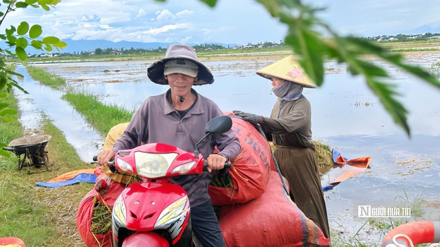 Đằm m&igrave;nh giữa đồng nước cứu l&uacute;a sau mưa lớn- Ảnh 5.