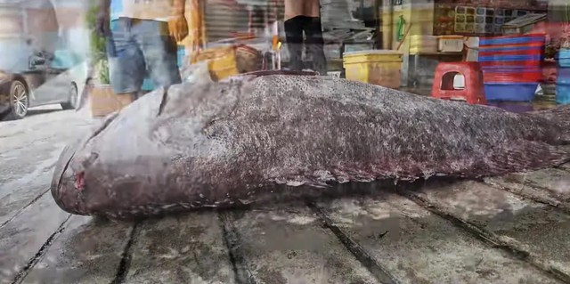 Ngư dân bắt được con cá mú khổng lồ nặng 175kg trên biển- Ảnh 2.