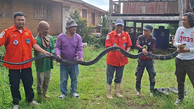 Bắt sống rắn hổ mang chúa khổng lồ nặng 20kg bò vào nhà dân- Ảnh 1.