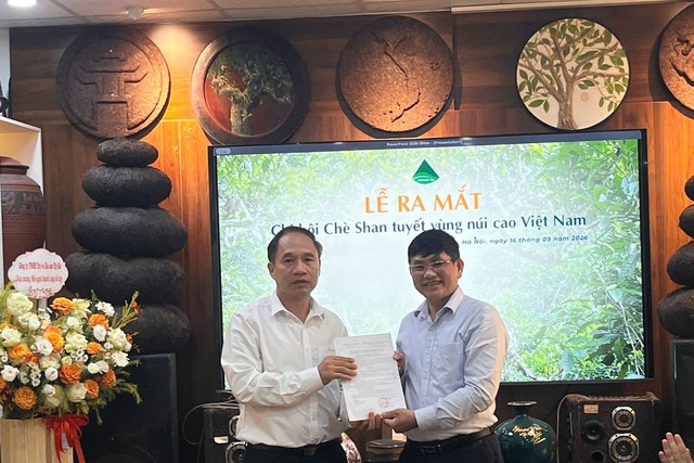Chè Shan tuyết tìm đường thoát khỏi "bài toán 2 USD/kg" - Ảnh 3.