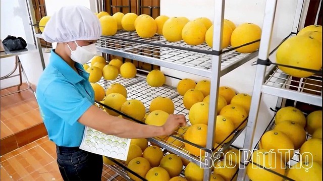 Nông nghiệp Phú Thọ: Chuyển đổi công nghệ, nâng tầm giá trị sản phẩm địa phương- Ảnh 1.