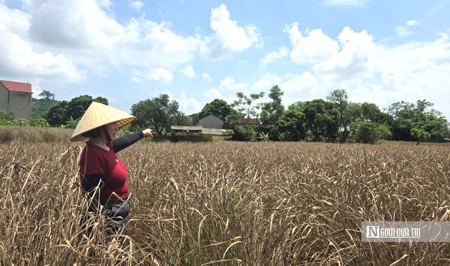 Lũ dữ rút đi, nước mắt nông dân ở lại- Ảnh 4.