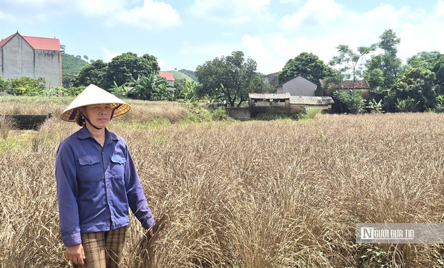 Lũ dữ rút đi, nước mắt nông dân ở lại- Ảnh 6.