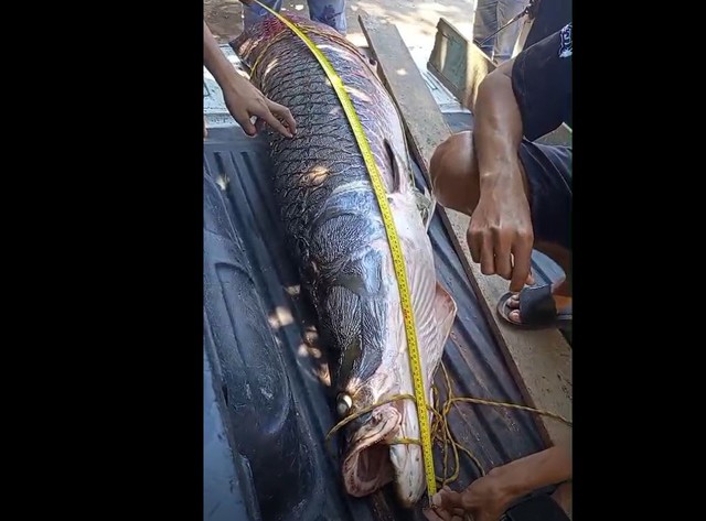 Ngư dân bắt được con cá hải tượng long dài 2,44 mét, nặng 120kg trên sông - Ảnh 1.