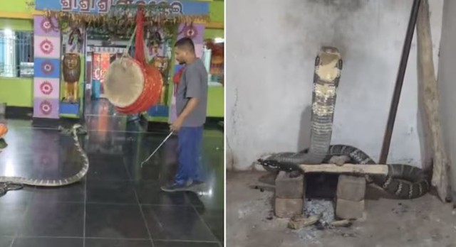Rắn hổ mang khổng lồ 3,6 mét bất ngờ xuất hiện trong đền, dân làng náo loạn - Ảnh 1.
