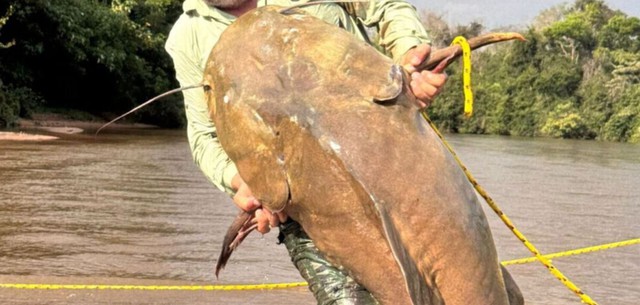 Cần thủ c&acirc;u được con c&aacute; tr&ecirc; khổng lồ d&agrave;i 1,74 m&eacute;t, nặng 80kg tr&ecirc;n s&ocirc;ng - Ảnh 1.