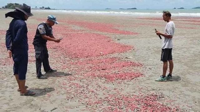 Đang đi dạo biển, người d&acirc;n bỗng khựng lại trước cảnh tượng "nổi da g&agrave;" trước mắt - Ảnh 1.