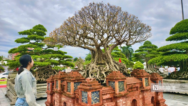 Trriển lãm cây cảnh ở Quảng Ngãi hút khách, một gốc "Thạch nham cổ mộc" được định giá 6,5 tỷ đồng- Ảnh 6.