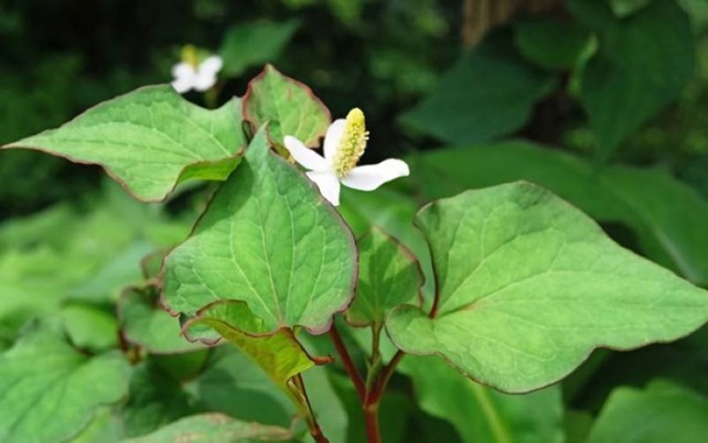 deutsche vapes Houttuynia Tincture, Fresh plant Houttuynia tincture, Heart Leaf, Chameleon  plant, Buhner protocol herb, Houttuynia Cordata main image 1