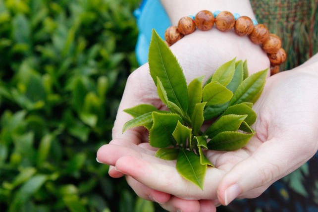 Những ai không nên uống trà xanh