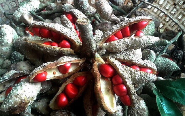 Loại hạt xưa rụng đầy gốc, nay ví như "vàng đen", 4 triệu/kg vẫn có