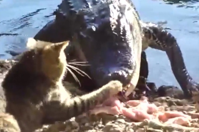 Video: Cá sấu “bỏ của chạy lấy người” khi bị mèo tấn công