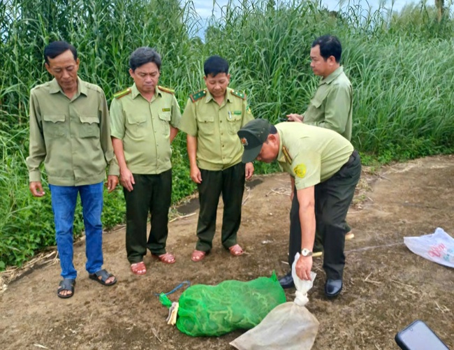 Cà Mau: 2 cá thể kỳ đà hoa và trăn đất về lại với rừng- Ảnh 1.