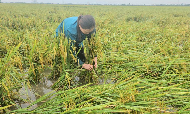 Hơn 1.600ha lúa ở Quảng Bình bị ngã đổ sau trận mưa lớn - Ảnh 3. Hơn 1.600ha lúa ở Quảng Bình bị ngã đổ sau trận mưa lớn - Ảnh 3.