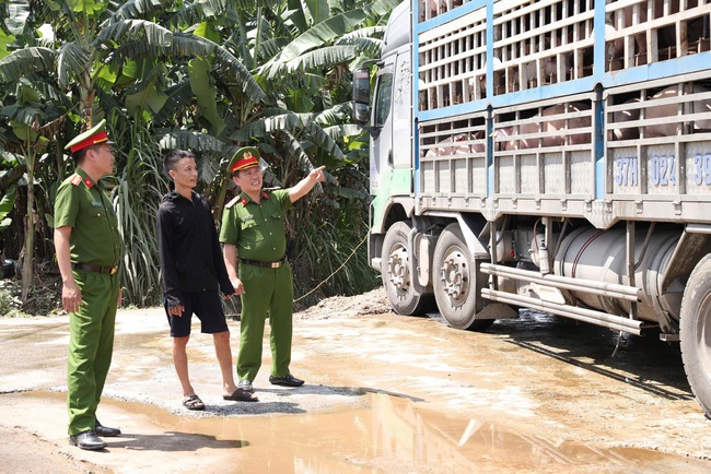 Bắt 18 tấn lợn nhiễm dịch tả châu Phi đi tiêu thụ- Ảnh 1. Bắt 18 tấn lợn nhiễm dịch tả châu Phi đi tiêu thụ- Ảnh 1.