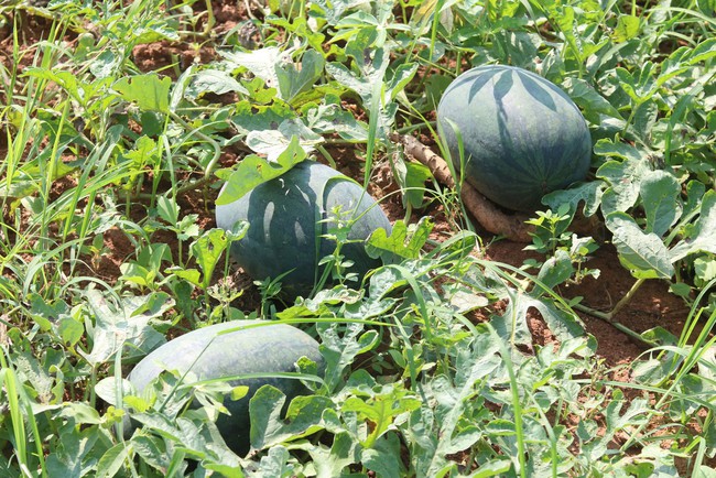 Người trồng dưa hấu Quảng Bình lao đao vì mất mùa mất giá- Ảnh 3. Người trồng dưa hấu Quảng Bình lao đao vì mất mùa mất giá- Ảnh 3.