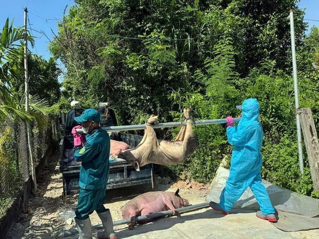 Quảng Ngãi: Phát hiện hơn 100 ổ dịch tả heo Châu Phi, tiêu huỷ hàng chục tấn- Ảnh 1. Quảng Ngãi: Phát hiện hơn 100 ổ dịch tả lợn Châu Phi, tiêu huỷ hàng chục tấn - Ảnh 1.