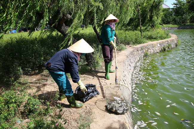 Cá chết bất thường nổi trắng hồ, công nhân môi trường vớt liên tục không hết- Ảnh 3.