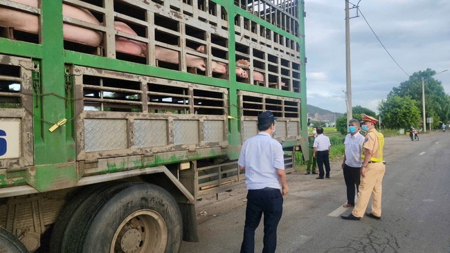 Phát hiện xe tải chở 50 con heo không rõ nguồn gốc, không có giấy tờ kiểm dịch- Ảnh 3. Phát hiện xe tải chở 50 con heo không rõ nguồn gốc, không có giấy tờ kiểm dịch- Ảnh 3.