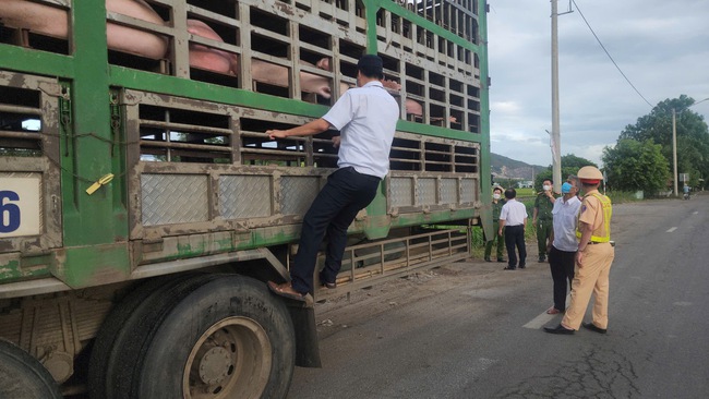 Phát hiện xe tải chở 50 con heo không rõ nguồn gốc, không có giấy tờ kiểm dịch- Ảnh 2. Phát hiện xe tải chở 50 con heo không rõ nguồn gốc, không có giấy tờ kiểm dịch- Ảnh 2.