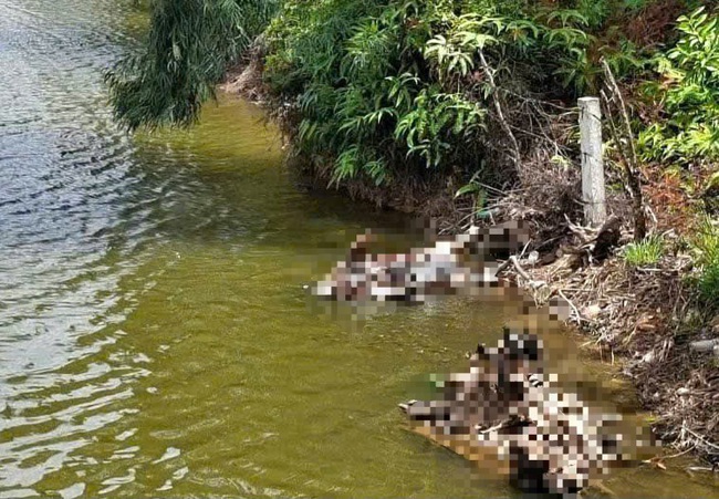 Dập dịch tả lợn Châu Phi đối diện với nhiều khó khăn - Ảnh 1.