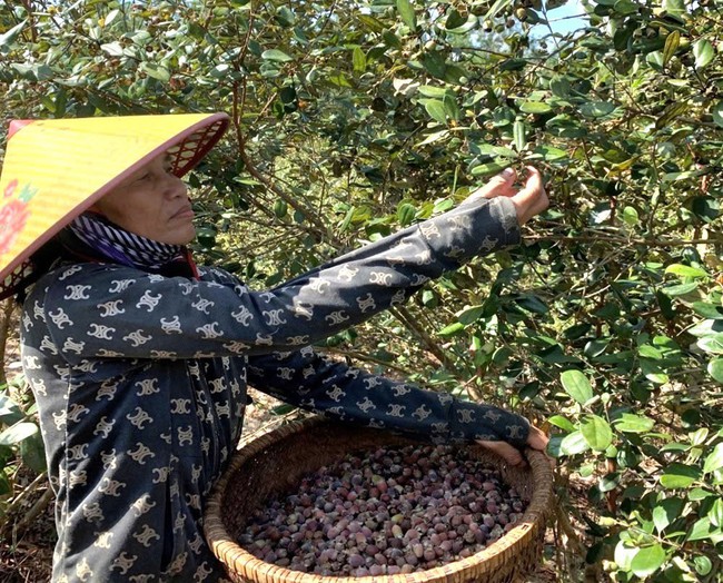 Cả thôn làm giàu nhờ trồng loại cây trên đồi cho thu nhập cao- Ảnh 1. Cả thôn làm giàu nhờ trồng loại cây trên đồi cho thu nhập cao- Ảnh 1.