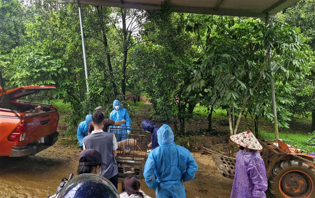 Tiêu hủy đàn lợn nhiễm dịch tả lợn Châu Phi tại Lâm Đồng- Ảnh 1. Tiêu hủy đàn lợn nhiễm dịch tả lợn Châu Phi tại Lâm Đồng- Ảnh 1.